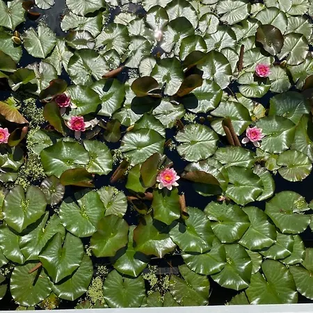 Haus Katarina Quarto em Acomodações Particulares Wiesmoor